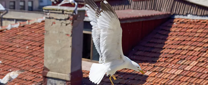 Residential Chimney Animal Removal Solution in Beverly Hills, CA